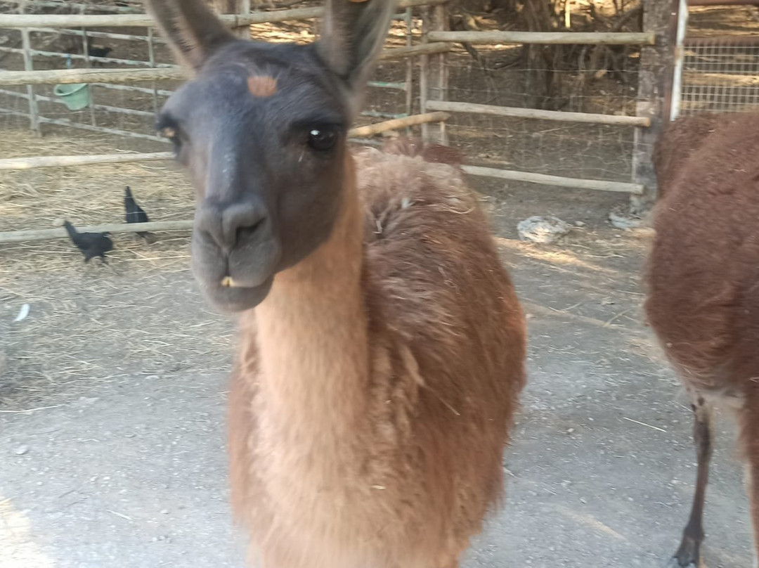 La Pequena Africa Animal Reserve景点图片