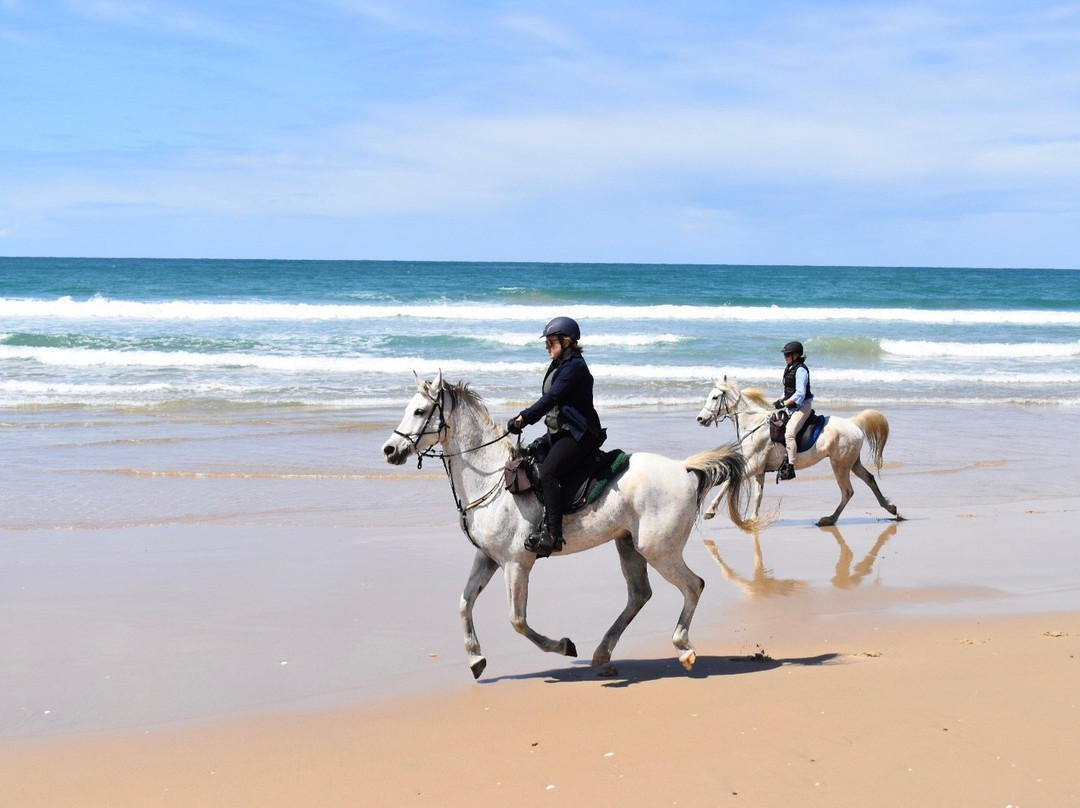 Kerewong Horse Farm Nsw-Lorne必去景点