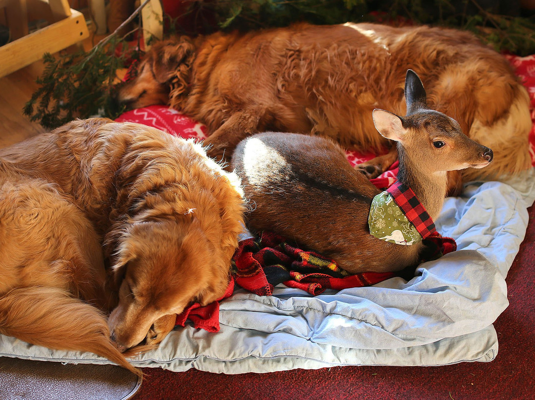Vermont Reindeer Farm-Orleans必去景点