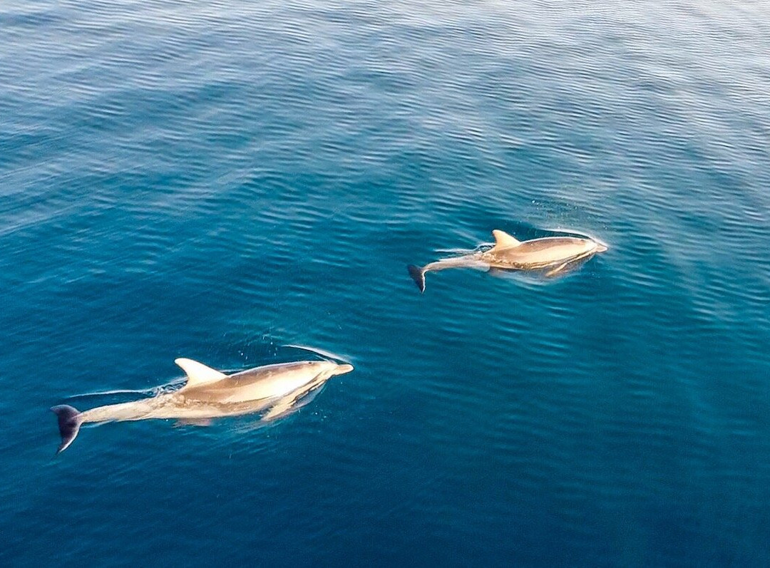 Sardinia on Board - Experiences-Golfo Aranci必去景点