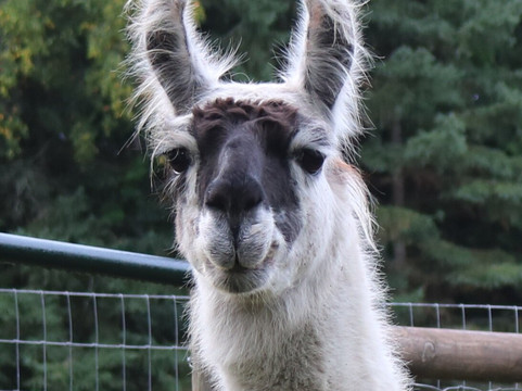 The Llama Sanctuary-Tappen必去景点
