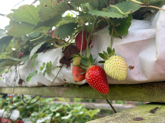 Raju Hill Strawberry Farm-金马仑高原必去景点
