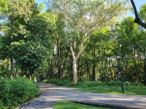 Kent Ridge Park-新加坡必去景点