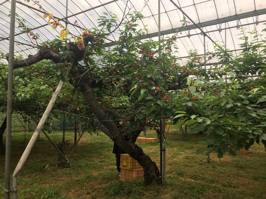 Takashima City Makino Agricultural Park Makino Pic-Land-高岛市必去景点