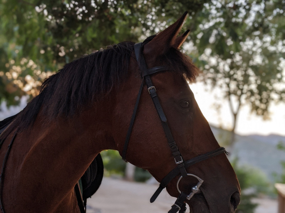 Odysseia Stables-Avdou必去景点