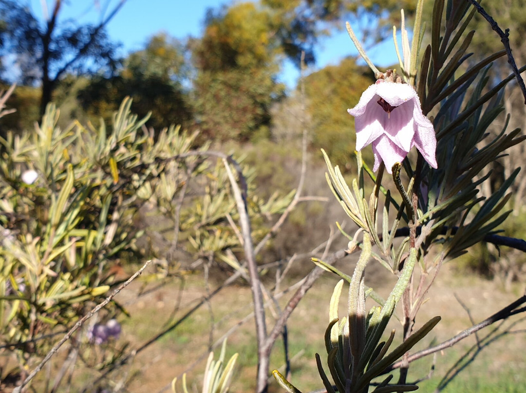 Edithburgh Flora Reserve景点图片