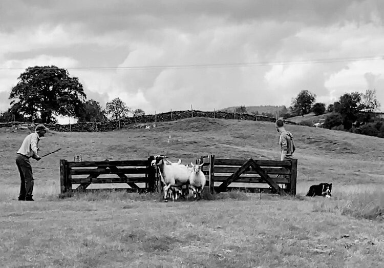 Lake District Sheepdog Experience景点图片