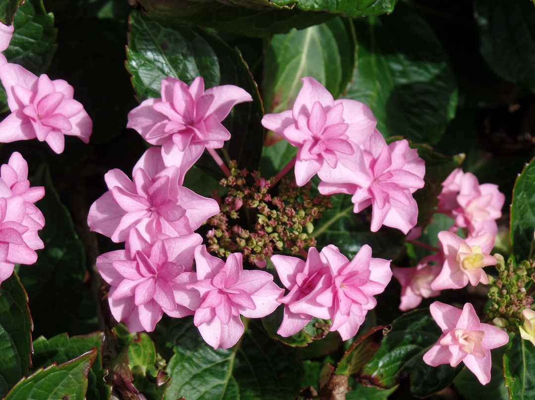 Derby Hydrangeas-德比必去景点