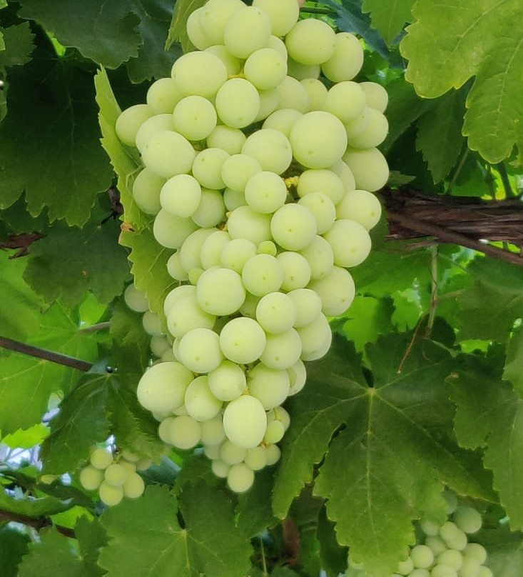 Naaman Winery-Ramot Naftali必去景点