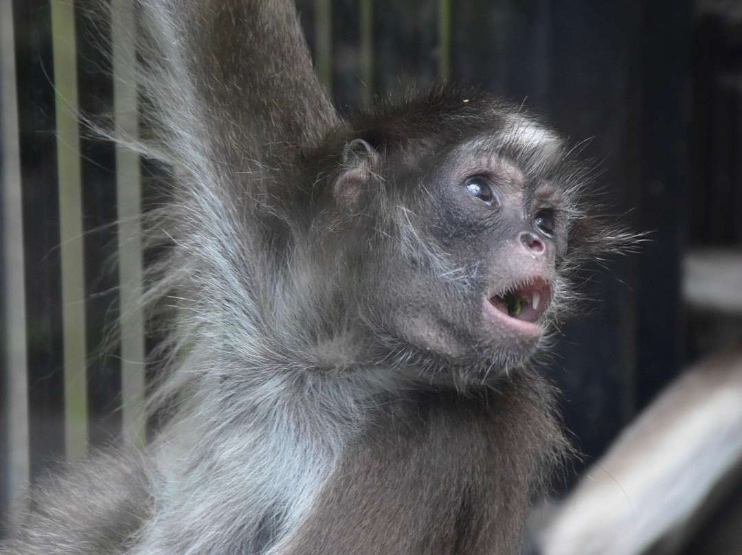 Omiya Park Zoo-埼玉市必去景点
