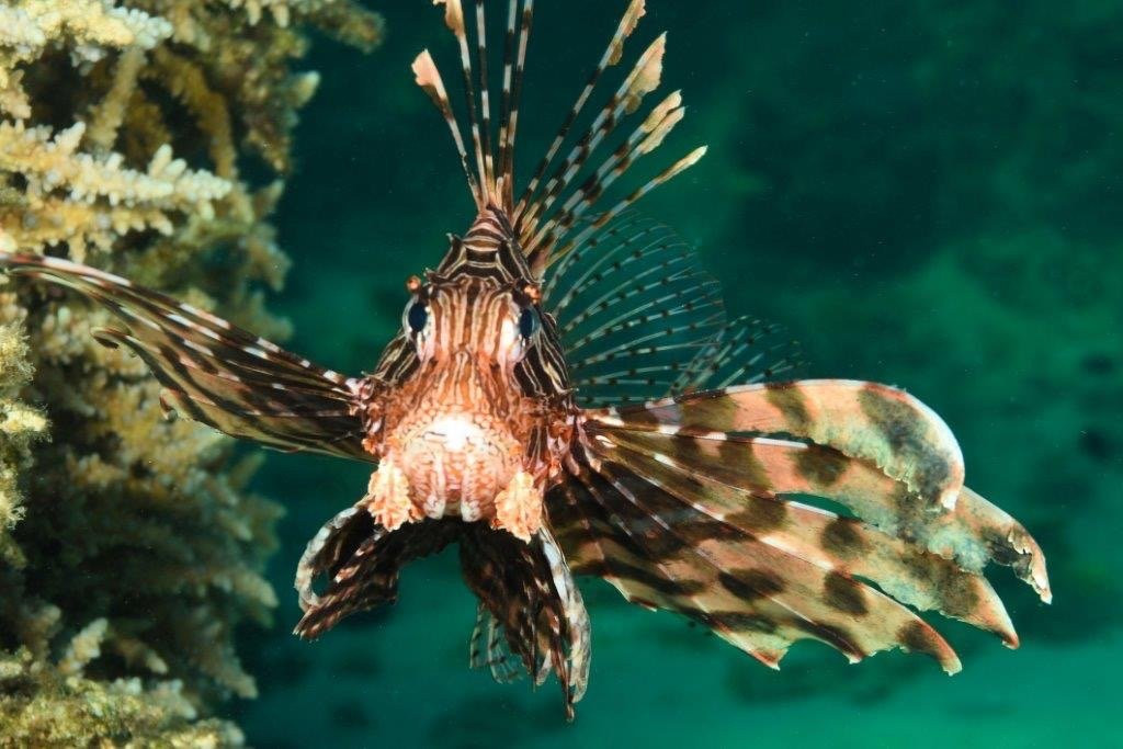 Krokodyle Diving Center景点图片