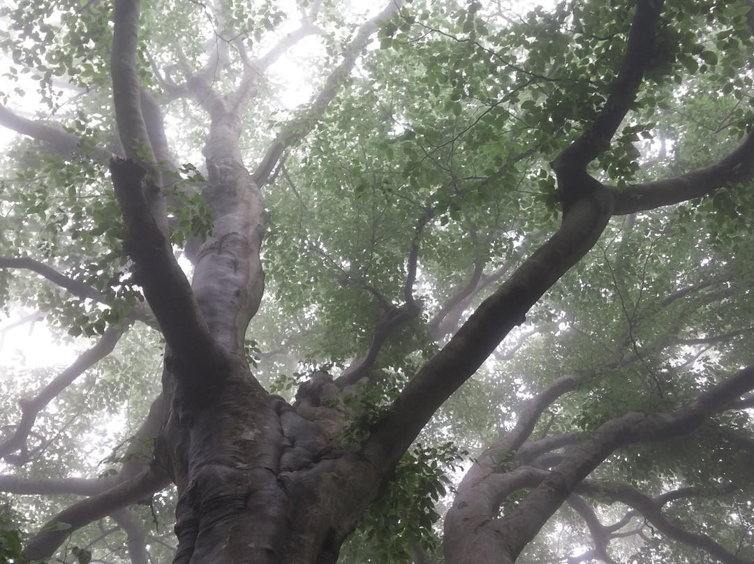 Tomeyama-八峰町必去景点