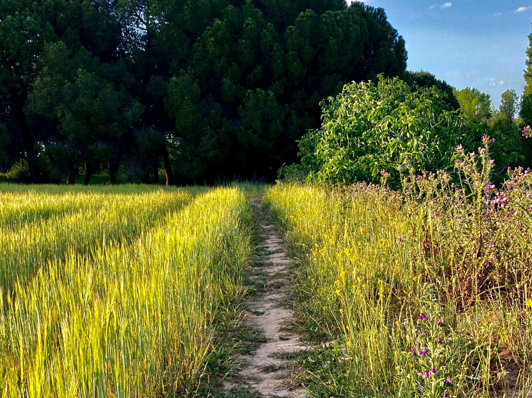 Cobena旅游攻略图片