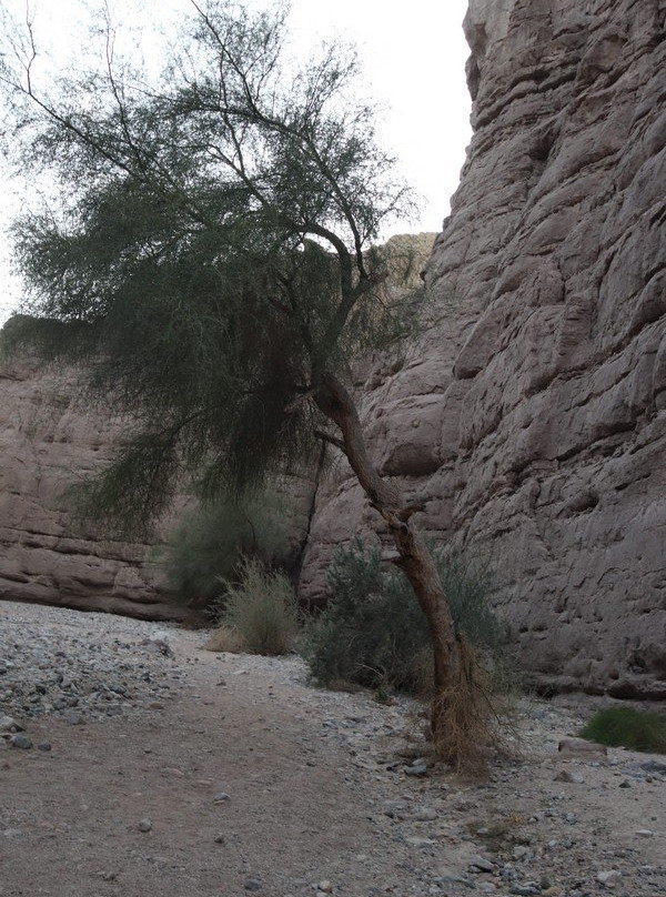 Ladder Canyon Trail-Mecca必去景点