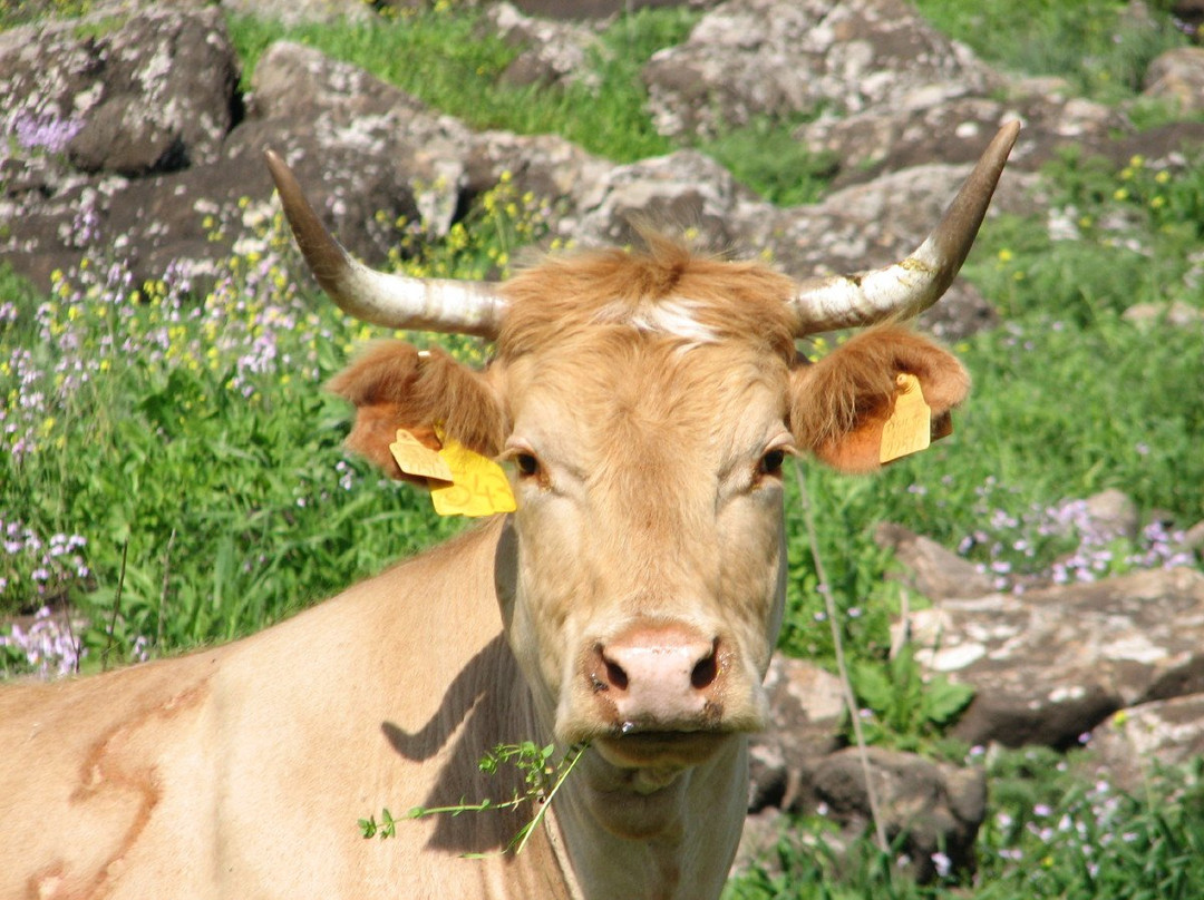 Gamla Farm-Ma'ale Gamla必去景点