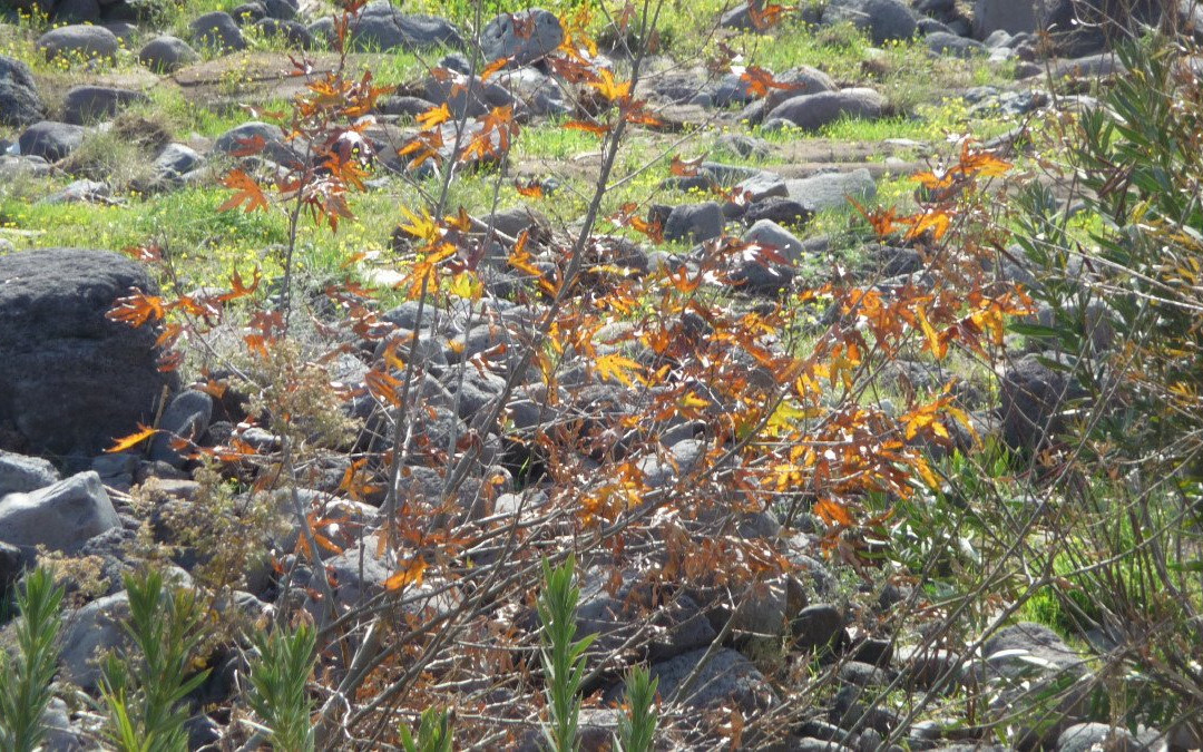 Yehudiya Forest Nature Reserve-Katzrin必去景点