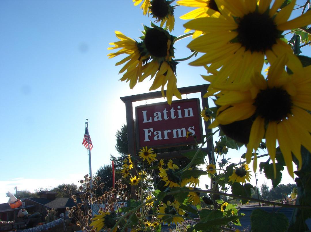 Lattin Farms景点图片