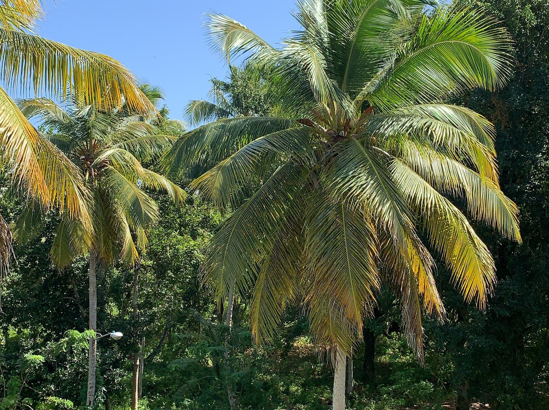 Wyndham Alltra Samana主图