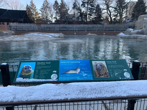 Kovler Sea Lion Pool-芝加哥必去景点