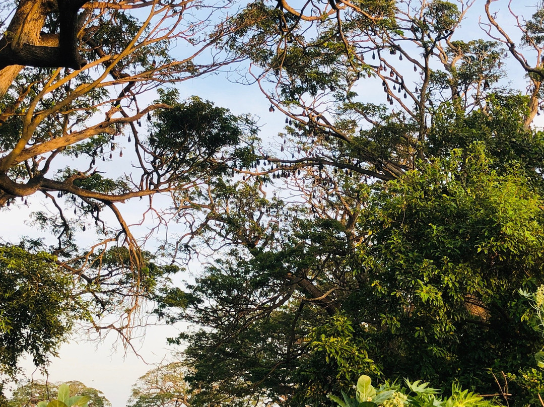 Weerawila餐馆和美食-Bat-Sevana - Fruit Bats