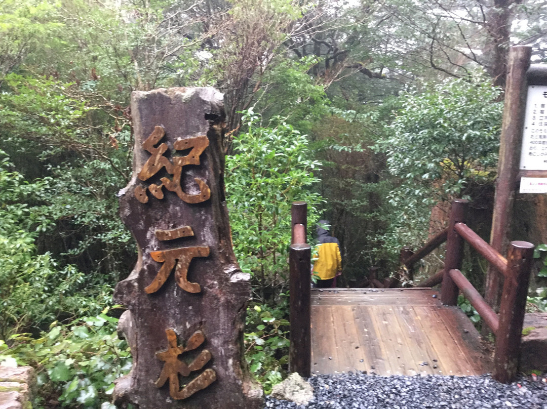 Kigensugi Cedar景点图片