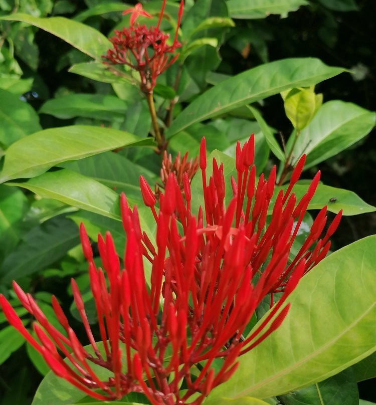 Ecotours Jardin Creole-Le Marin必去景点