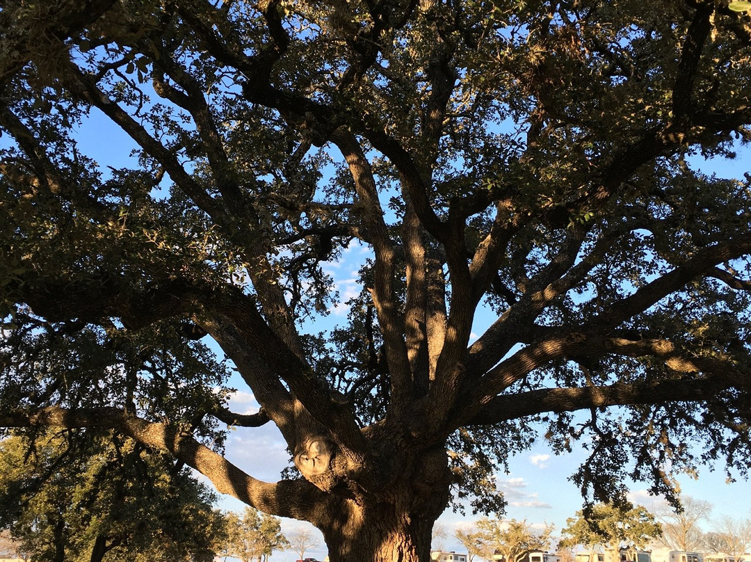 Lady Bird Johnson Municipal Park-弗雷德里克斯堡必去景点