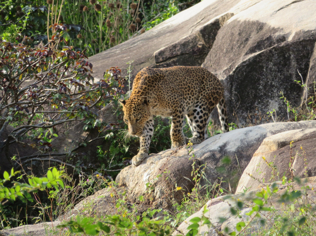 Yala Osha Safari-蒂瑟默哈拉默必去景点