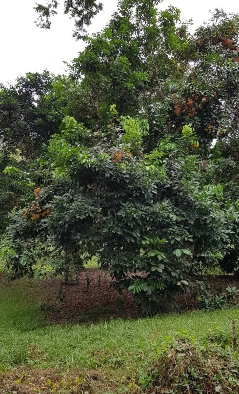 Jardin Botanique de Kisantu景点图片