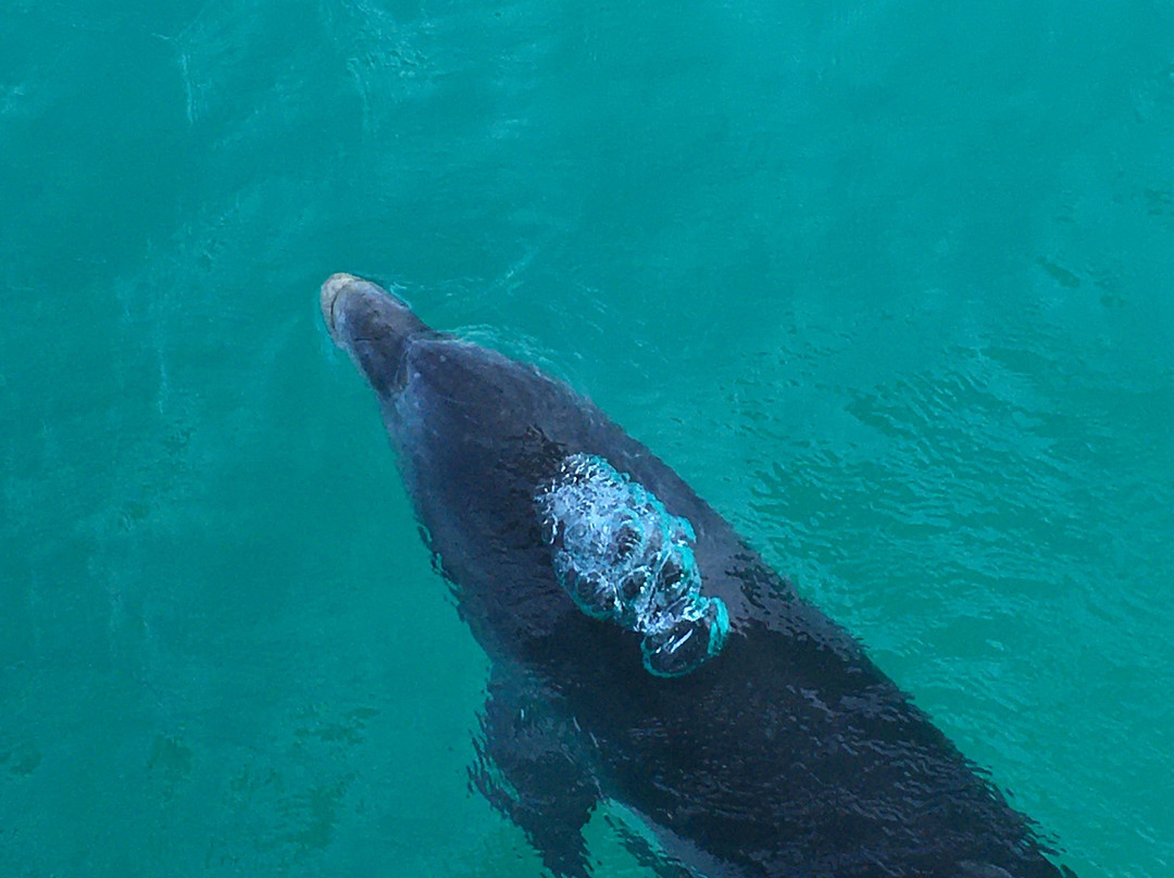 Wildlife Coast Cruises-考斯必去景点