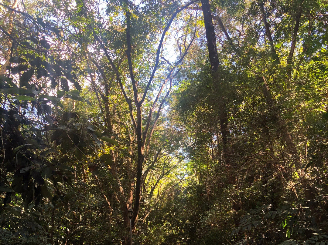 Manleluag Spring National Park景点图片