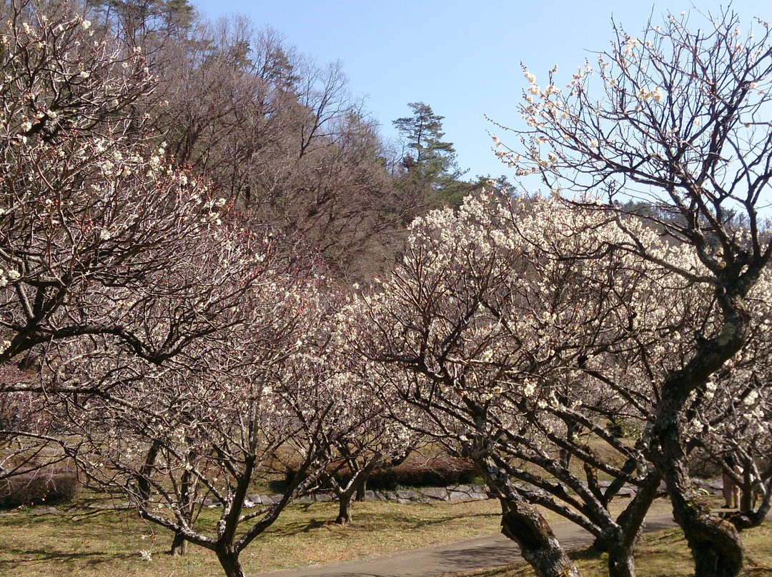 Bairin Park-佐野市必去景点