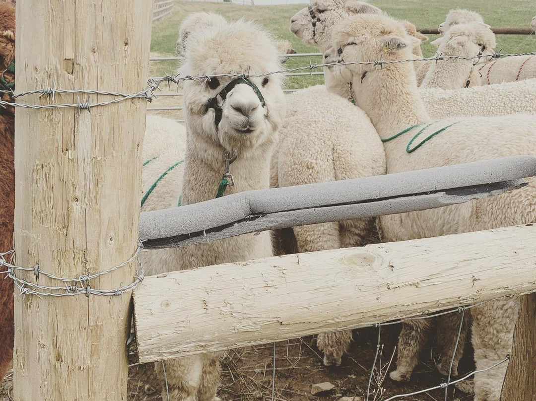 K2Alpacas-Wicklow必去景点