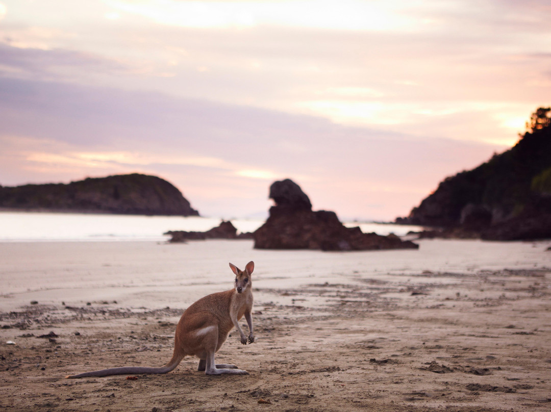Sacred Owl Tours (Port Douglas)-道格拉斯港必去景点