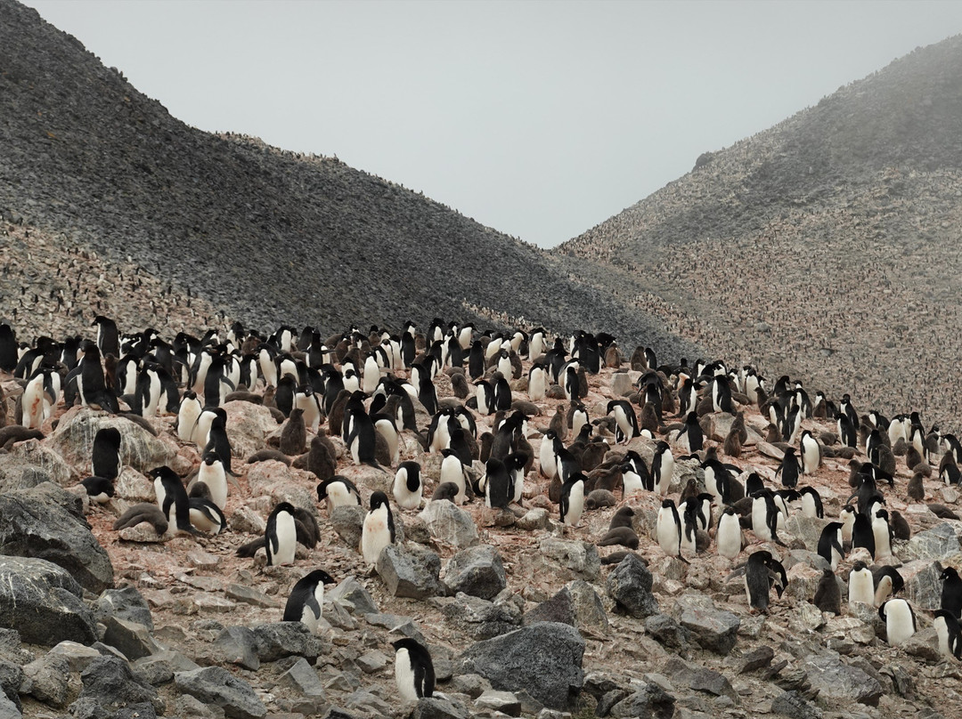 Paulet Island-Antarctic Peninsula必去景点