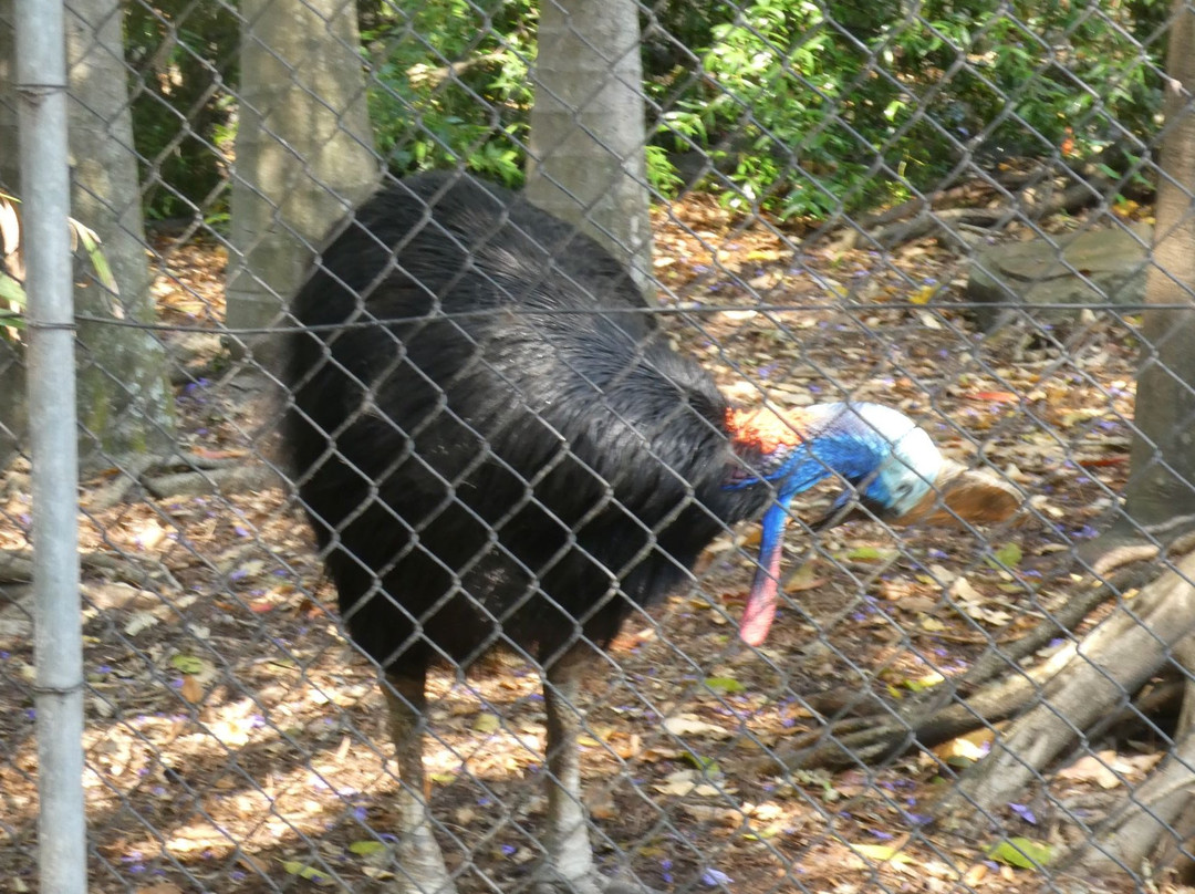 龙柏考拉野生动物园-布里斯班必去景点