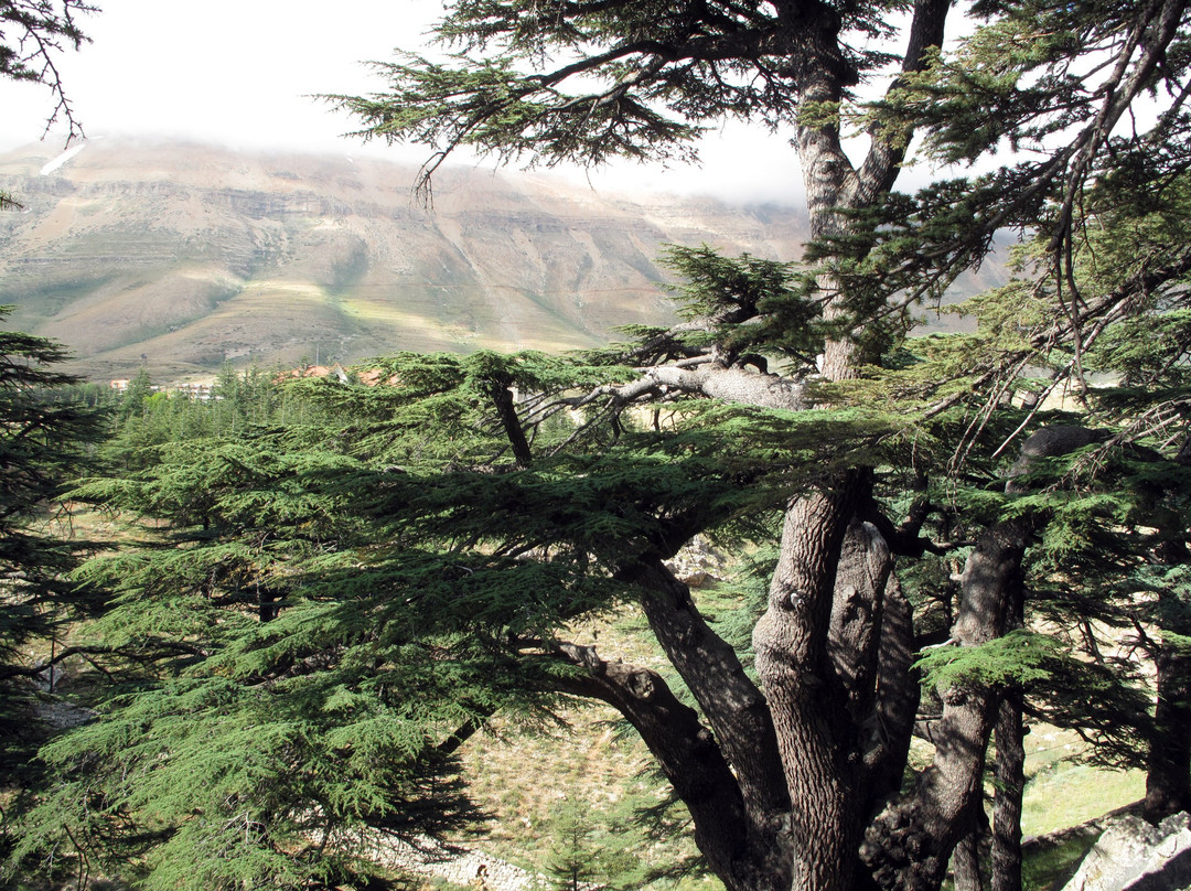 Living Lebanon景点图片