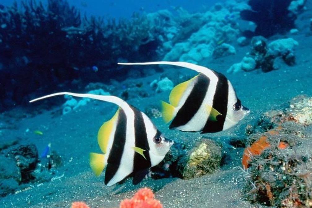 Dive’O-普吉岛必去景点