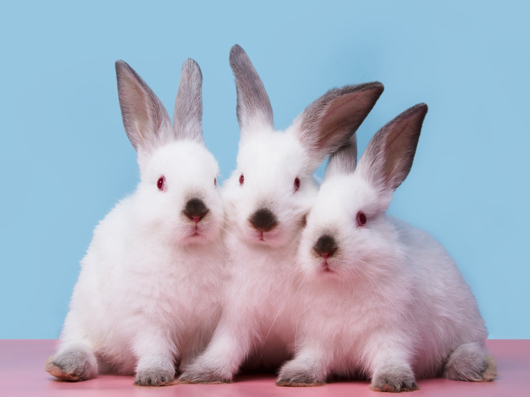 Lesnaya Bratva-Nizhny Tagil必去景点