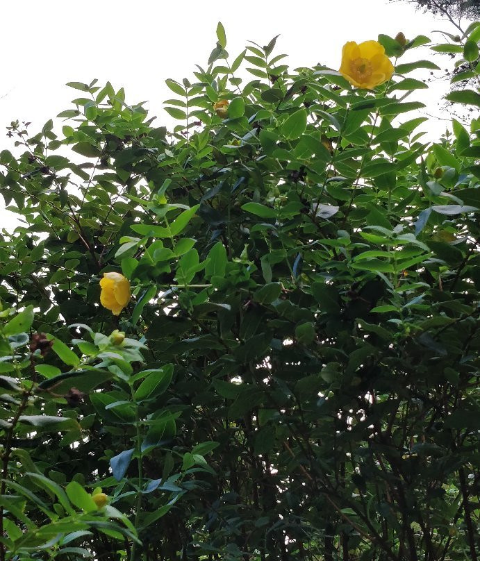 Castlewellan Forest Park-Castlewellan必去景点