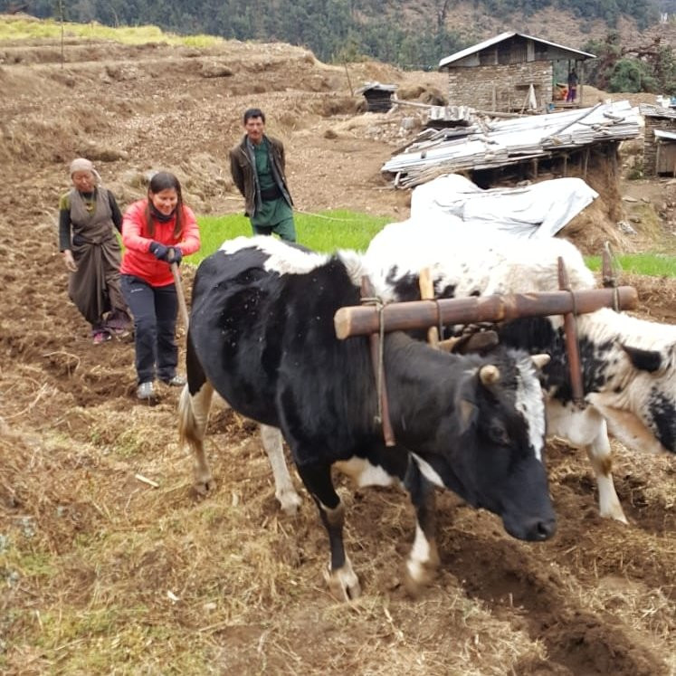 Himali Dreams-加德满都必去景点