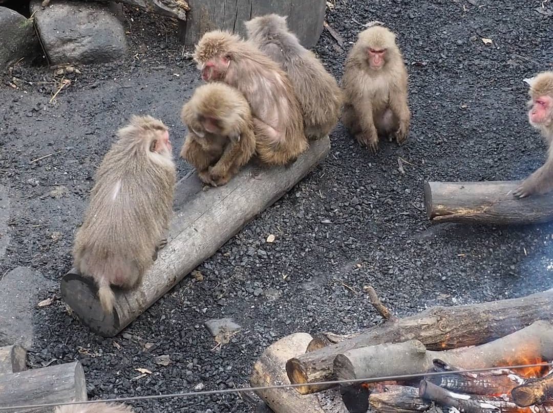 Japan Monkey Centre: Museum and Zoo for Nonhuman Primates-犬山市必去景点