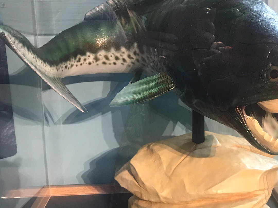 Burpee Museum of Natural History-罗克福德必去景点