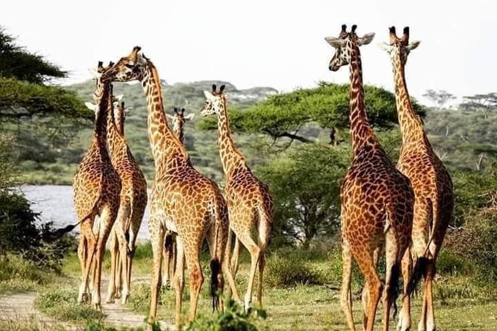 Maracuya Tours and Travels Zanzibar