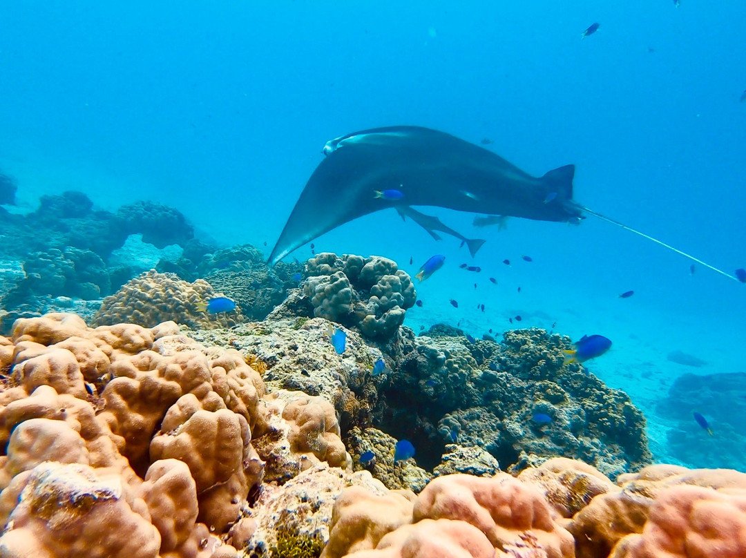 Tikehau Ocean Tour-提克豪环礁必去景点