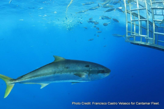 Cantamar Liveaboards-Isla Socorro必去景点