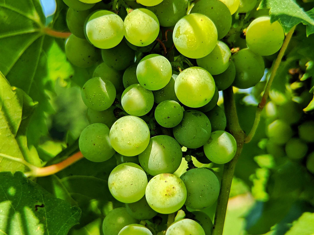 Byrd Cellars Winery & Vineyard-Goochland必去景点