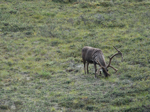 Aramark-德纳利国家公园和自然保护区必去景点