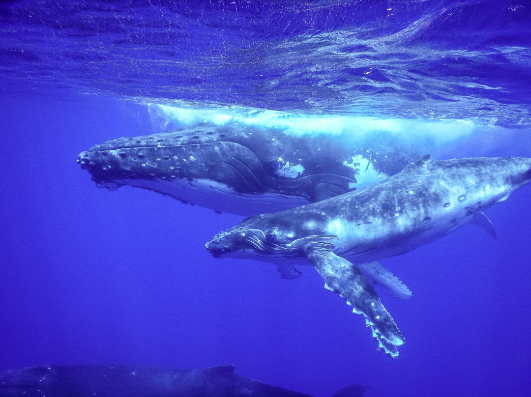 WhaleSwim Adventures-莫雷阿岛必去景点