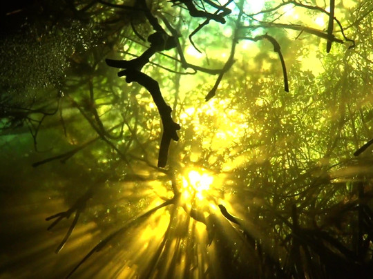 Planet Scuba Mexico-阿范特拉斯港必去景点